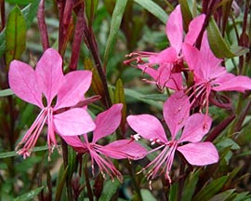 Gaura Linheimeri 'Gambit Rose' Perennial Garden Plug Plants Pack x6