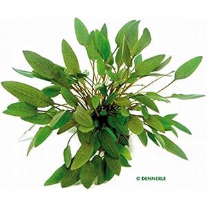 Dennerle Mittelgroßer brauner Wasserkelch / Cryptocoryne wendtii C 421