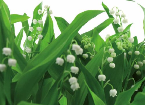 Preisvergleich Produktbild Fototapete National Geographic "Lilies of the Valley", Maiglöckchen, 368x254cm, 8-teilig, gestochen scharfe XXL-Ansicht verfügbar.