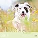 Der Hundekalender 2015 by 
