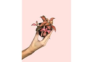 Fittonia Dark Pink Mini | Plantas Naturales para Terrario | Pur Plant