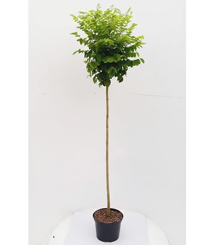 Trompetenbaum Catalpa bignonioides Pflanze 15-20cm Beamtenbaum Bohnenbaum :  Amazon.de: Garten