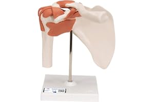 3B Scientific® Articulación Funcional del Hombro Humano – Músculos del Manguito Rotador, Movimiento Completo (Abducción, Rotación), + 3B Smart Anatomy App