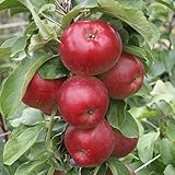 Müllers Grüner Garten Shop Pompink (S) Säulenobst als Heckenobst oder Terrassenobst 80-100 cm 7,5 Liter Topf A2