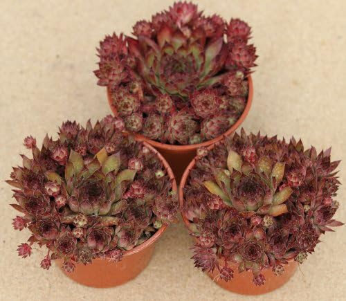 3 x Sempervivum Hens &amp; Chicks Mother Plant In 9cm Pot Ready For Taking Cuttings