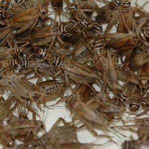 Heimchen klein in Dose ca. 120 Stück , Futterinsekten