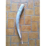 Echte Rufhorn mit Seitenloch zum blasen, geschliffen und poliert, ca. 1,5 Liter Volumen, 85 cm lang, EINZELSTÜCK