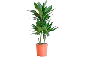 BloomPost Dracaena Janet Lind - 90-100 cm Plante d'Intérieur - Plantes d'Intérieur Faciles d'Entretien Pour la Maison et le Bureau - Plante Purificatrice d'Air - Dans le Pot de Culture