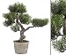 Produktbild Zeder Bonsai Kunstbaum mit Zementtopf 40cm - künstlicher Bonsaibaum Kunstbonsai Dekopflanze