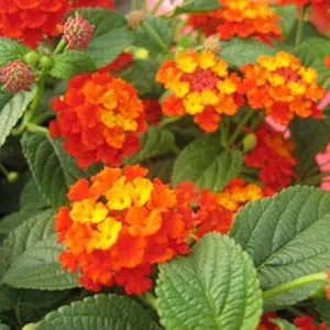 Live Green Flower Plants | Lantana Red Color Flowers | Beautiful Evergreen Aromatic Flower Plants for Home Garden