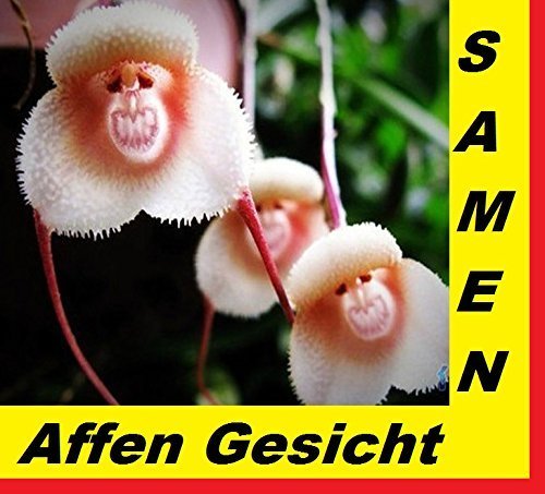 15x Affen Gesicht Samen Pflanze Garten Zimmerpflanze Neu Orchideen Hingucker Orchidee Pflanze #226