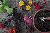 Image de Measuring the Marigolds (English Edition)