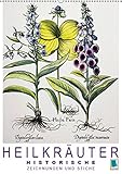 Heilkräuter: Historische Zeichnungen und Stiche (Wandkalender 2019 DIN A2 hoch): Farblithografien und Kupferstiche historischer Pflanzenstudien: ... 14 Seiten ) (CALVENDO Wissen) by 
