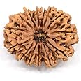Certified Gems 14 Mukhi Rudraksha Original Certified Nepali 24mm With Pendant 14 मुखी रूद्राक्ष हनुमान बाबा का आशीर्वाद Chaudah Mukhi Rudraksha 14|Fourteen Face Rudraksh