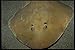 Produktbild 427014 Electric Ray St Lucia A4 Photo Poster Print 10x8