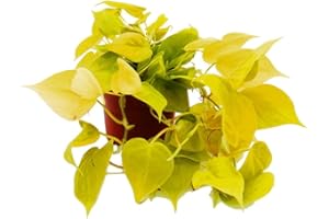 Exotenherz - Philodendron scandens lime - lemon-lime philodendron - 12 cm pot