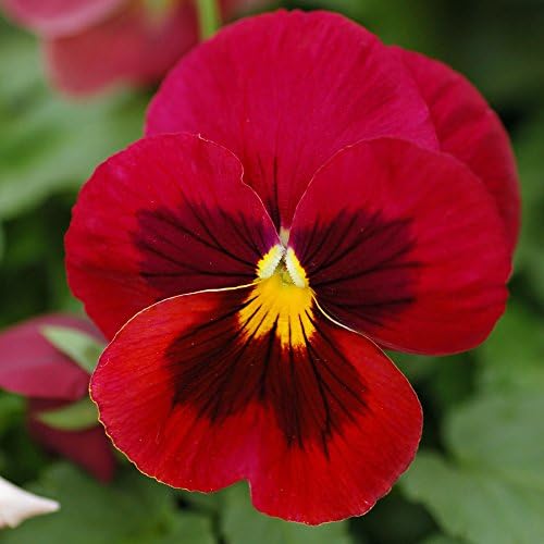 0.2g (approx. 200) red blotch pansy seeds SWISS GIANTS SCARLET blooming all the season