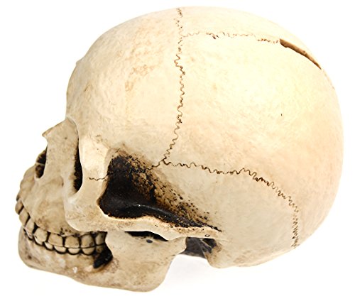 eindrucksvolle XXL Spardose Schädel Skull Totenkopf - 2