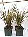 Produktbild Dragon House Zwei starke Dr Marginata Colorama 4''Pot Yard by Farmerly