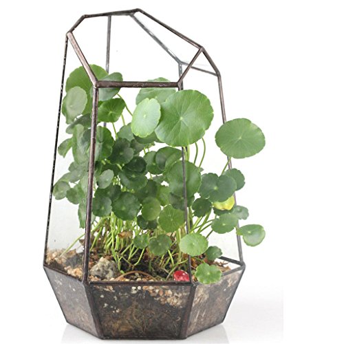 Irreguläre Mini Glasterrarium Geometrisches Glas Sukkulente Pflanzgefäß Haus Dekoration – 12 x 12 x 19cm - 9