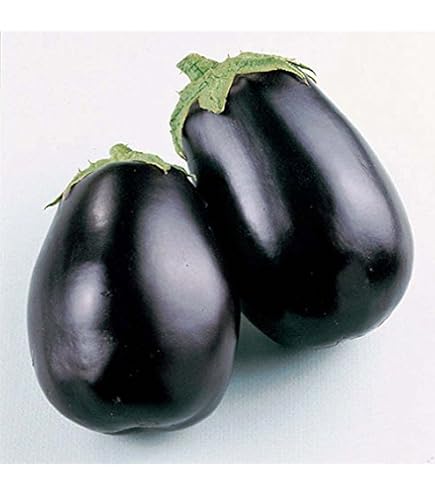 Semi per Ortaggi Zucca Lunga di Napoli Blumen | Leroy Merlin
