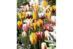 FLORA IMPORT 30 X Tulipani Rembrandt Misti - Tulipa Rembrandt Mix - Bulbi Alta Qualità (30)