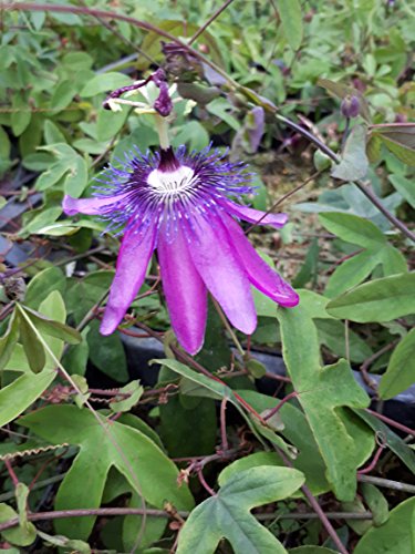 Future Exotics Passionsblume Passiflora caerulea winterhart, 2 Stück - 3