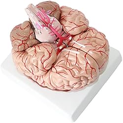 Modelo de Cerebro Humano con Base