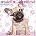 French Bulldog Puppies 2019 Wall Calendar (Dog Breed Calendar) by