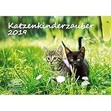 Katzenkinderzauber · DIN A3 · Premium Kalender 2019 · Katzenkinder · Katzenbabys · Katzen · Stubentiger · Tier · Edition Seelenzauber by 