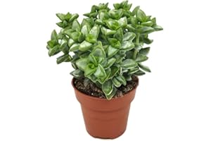 DECOALIVE Suculenta Natural de Interior Crassula Perforata Planta para la Iniciación en la Jardinería