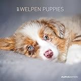 Welpen 2017 - Puppies - Hundebabys - Broschürenkalender (30 x 60 geöffnet) - Tierkalender - Wandplaner by 