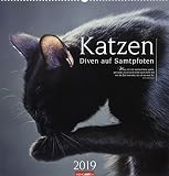 Katzen - Diven auf Samtpfoten - Kalender 2019 by