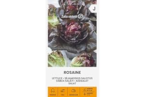 ŽALIA STOTELĖ Zalia stotele | LECHUGA ROSINA de Semillas | Semillas de hortalizas | Semillas lechuga | Semillas de plantas | Semillas de jardín | 1 paquete