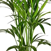 DECOALIVE Indoor Palm Tree Dypsis Lutescens Palm Areca Natural Indoor Plant
