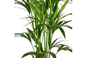 DECOALIVE Palmera Interior Dypsis Lutescens Palma Areca Planta Natural de Interior