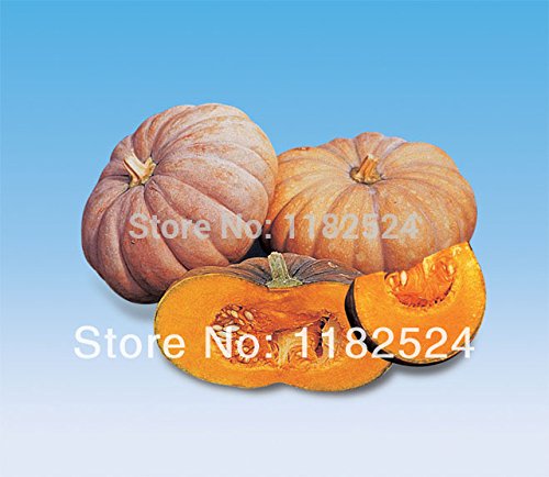 Ausgewählte hochwertige Vietnam Kürbis Samen hängen Brüste Melone Spaß Gemüsesamen für DIY Hausgarten, 50 Samen / Los, # GB78HK