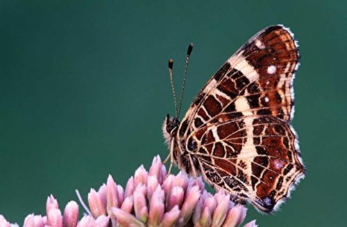 Map Butterfly on flower, Europe - Fine Art Print on Fine Art Paper - PRINT ON Paper ONLY -NO FRAME - Image size is 18 x 11 inches Inch