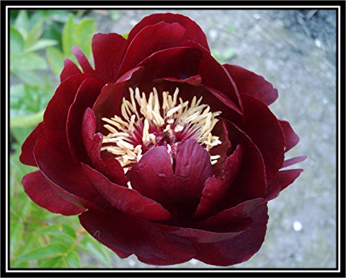 Pfingstrose im 1,5l Topf: Buckeye Belle Paeonie