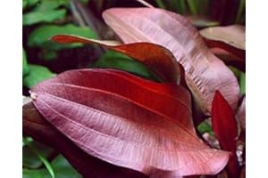 WFW wasserflora Intensiv wein-rote Echinodorus Regine Hildebrandt ist der rote Blickfang in jedem Aquarium