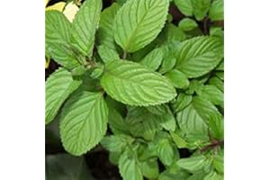 PGONA Lime Mint Mentha x piperita f.citrata Lime Aromatic herb Plant Bees Butterflies Ground Cover 9cm Pot
