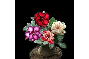 FLOWER FIELD STORY 10 piezas de semillas frescas mezcladas Adenium Obesum rosa del desierto raro amarillo amanecer balcón flores ornamentales