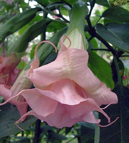 Brugmansia Ecuador Pink - Engelstrompete - 10 Samen