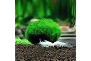 YUTALOW 1pz Palle di Muschio di Marimo,Palle di Gioco dal Vivo Biologico, Naturale, Luminoso,Verde, a Bassa Manutenzione,Impianto Acquatico Vivo,Creare Un Ambiente Sano-Eco-Friendly Muschio Palle