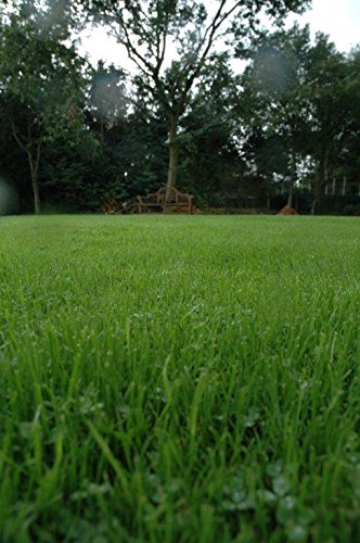 Mikroklee ( Microclover ), Rasenklee, 100 g Saat für ca. 50 m² - 6