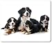 Produktbild Mauspad / Mouse Pad aus Textil mit Rückseite aus Kautschuk rutschfest für alle Maustypen Motiv: Berner Sennenhund Familie mit Mutter und Welpen - 14