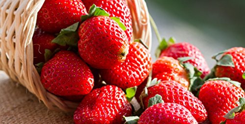 Frühtragende Hänge-Erdbeeren Frische Pflanzen mit großen Früchten. Wahlweise 3 oder 6 Pflanzen (3) - 2