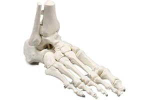 Erler Zimmer Fußskelett, Schien- und Wadenbeinansatz, Anatomie Modell ohne Knochennummerierung