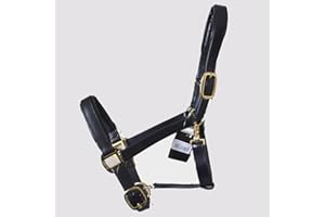 Gallop Economy Leather Padded Headcollar, Cob Size, Black