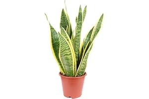 DECOALIVE Sansevieria Trifasciata Natural Planta de Interior muy Resistente